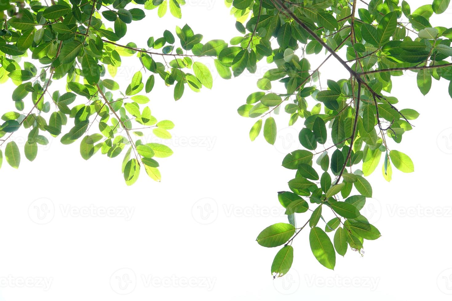 green leaves on a white background photo