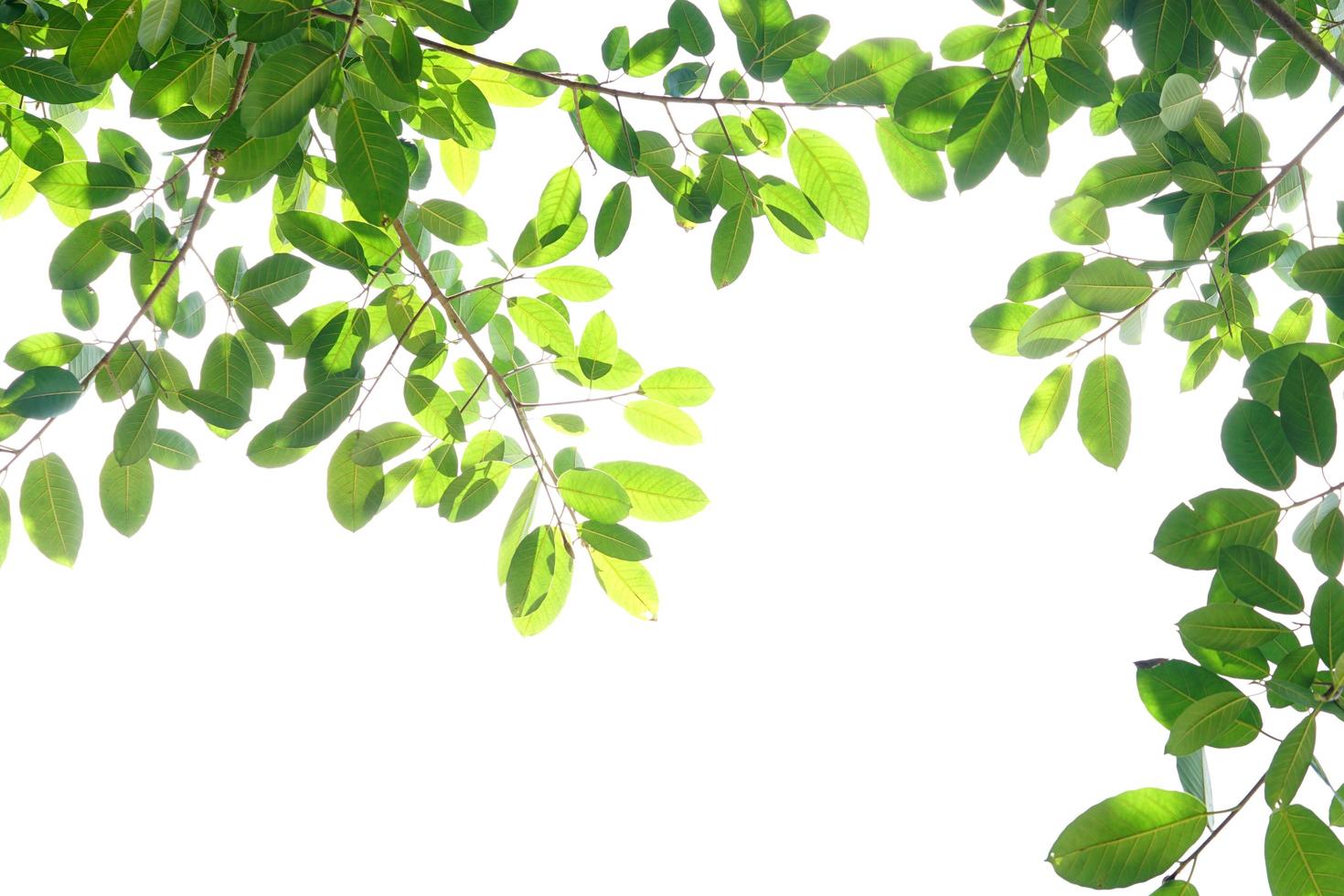 World environment day.Green leaves on a white background photo