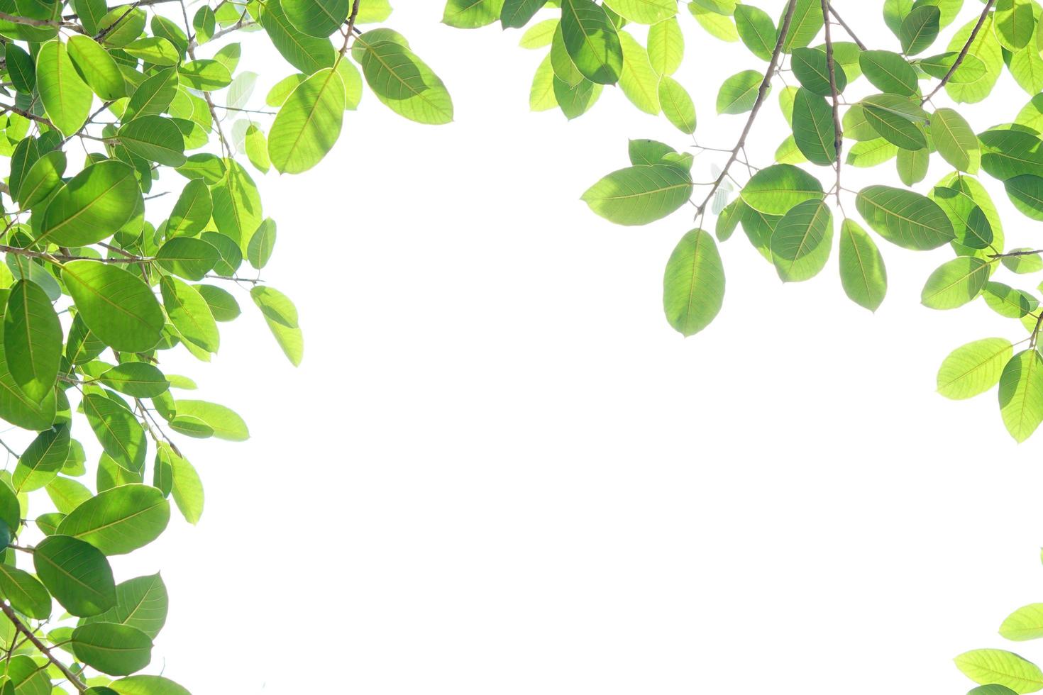 World environment day.Green leaves on a white background photo