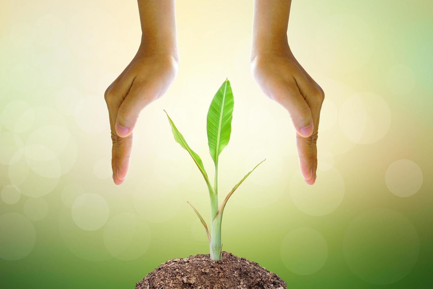 World Environment Day.human hand protecting tree with sunlight on green nature background. photo