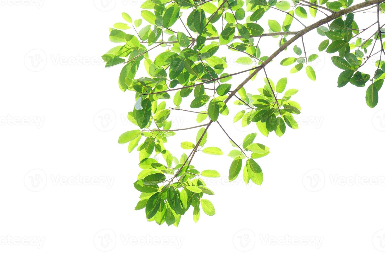 green leaves on a white background photo