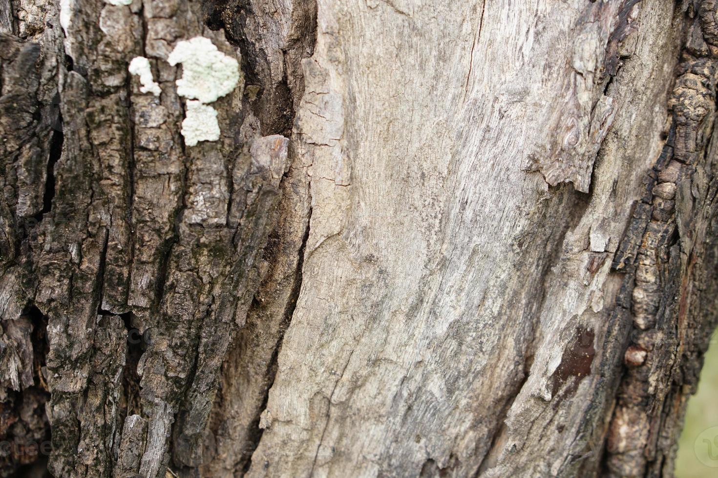 Bark background with cracks of bark photo