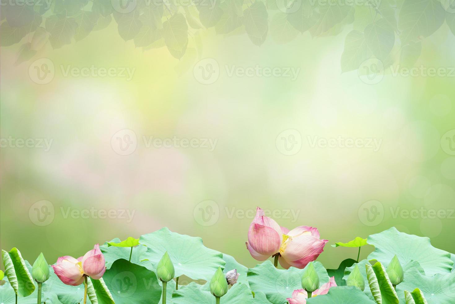 flor de loto desenfoque círculo bokeh fondo de hoja verde. borroso amarillo hojas rayos luz bengala naturaleza telón de fondo. foto