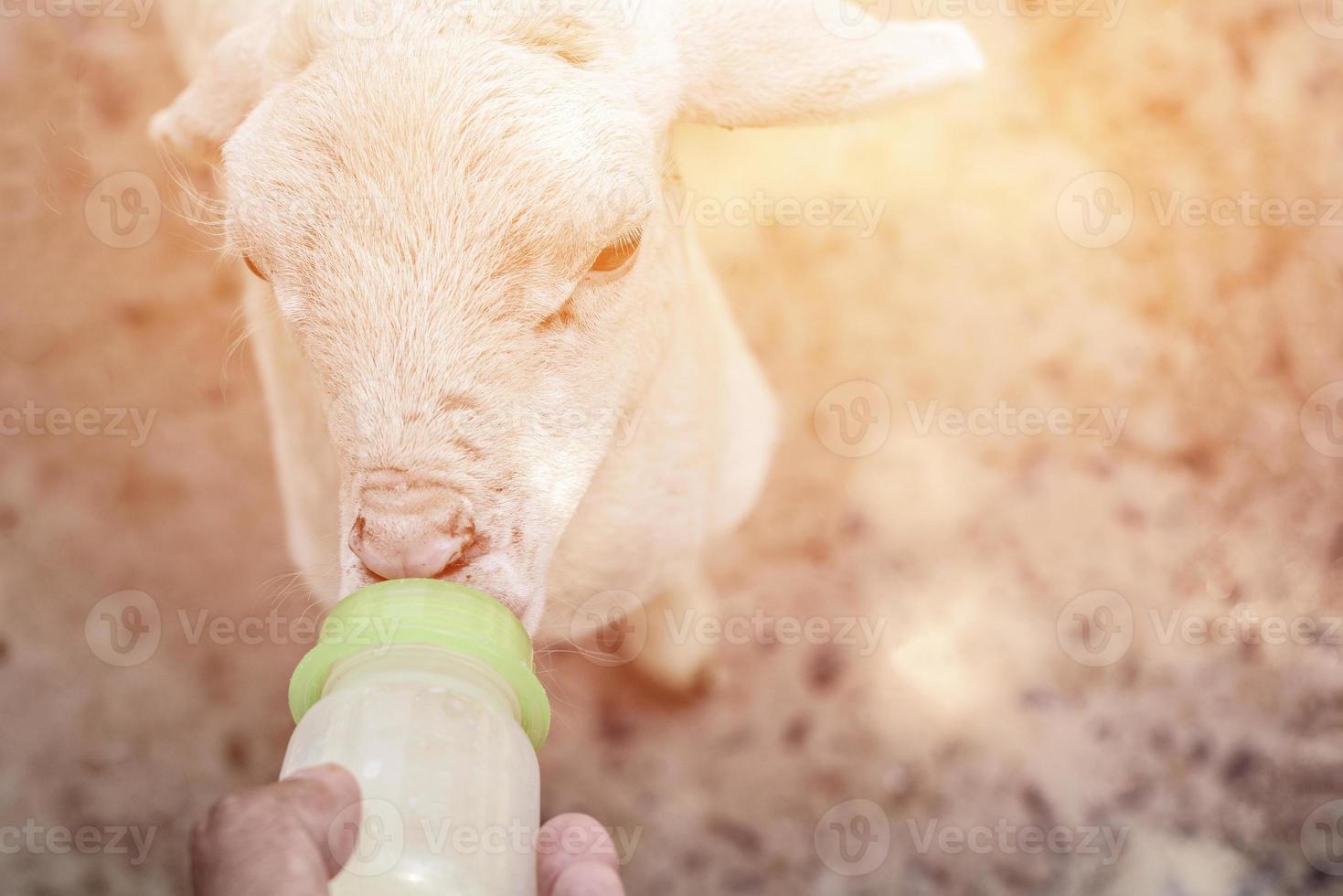 human hand feeding lambs photo