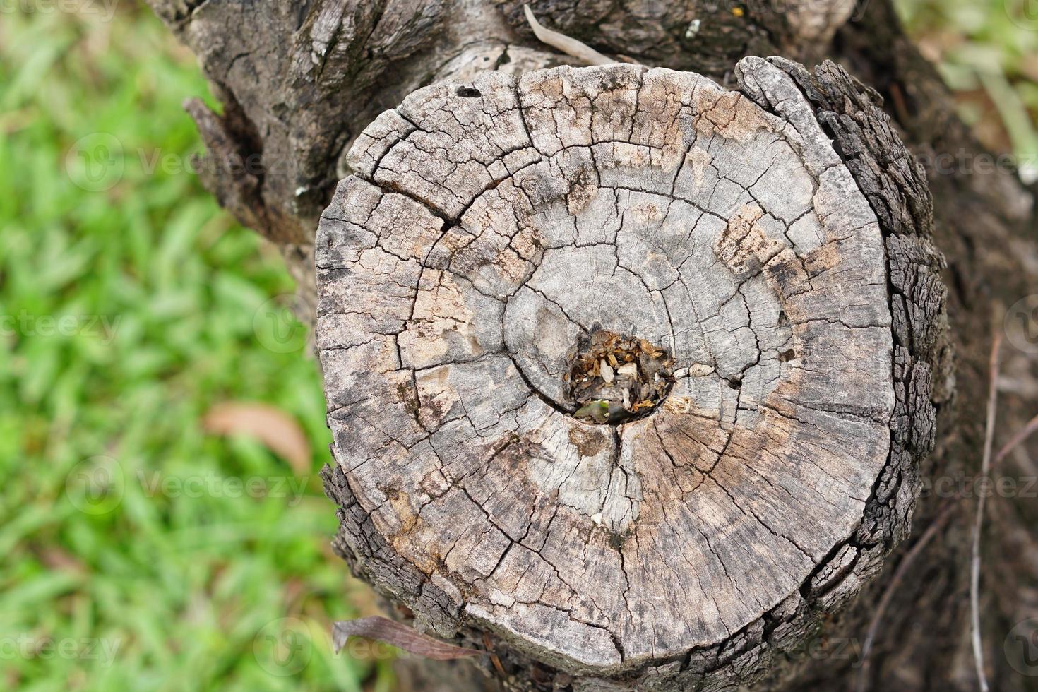cut branches from the trunk photo