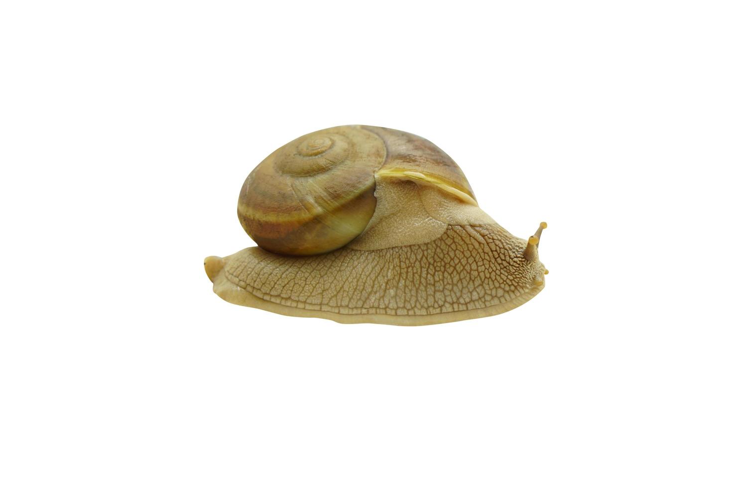 snail on a white background photo