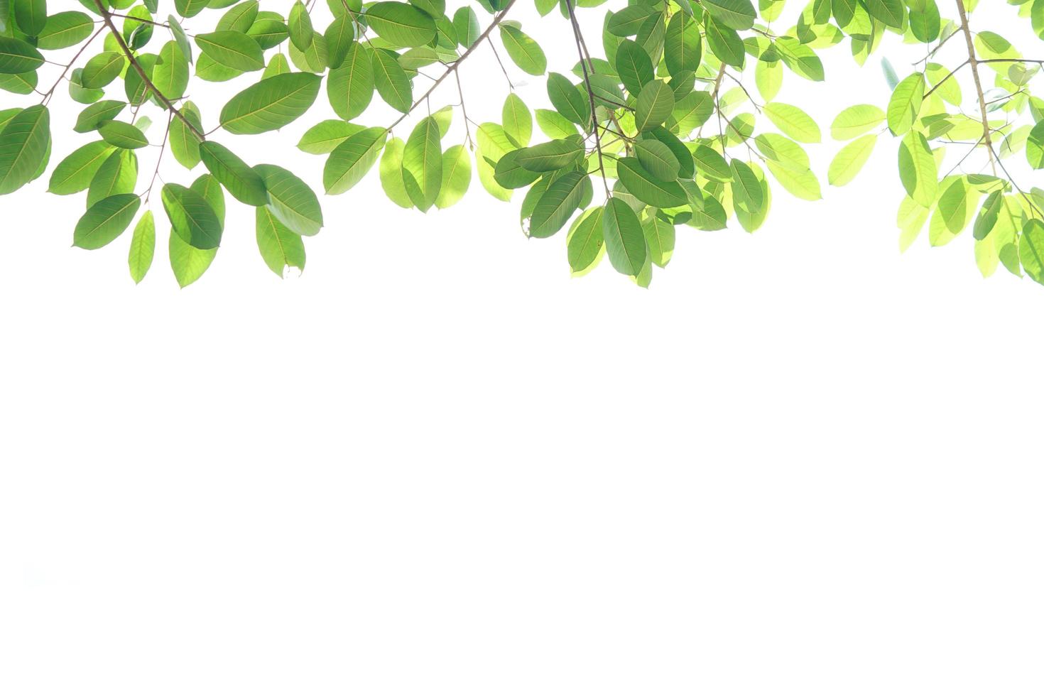 World environment day.Green leaves on a white background photo