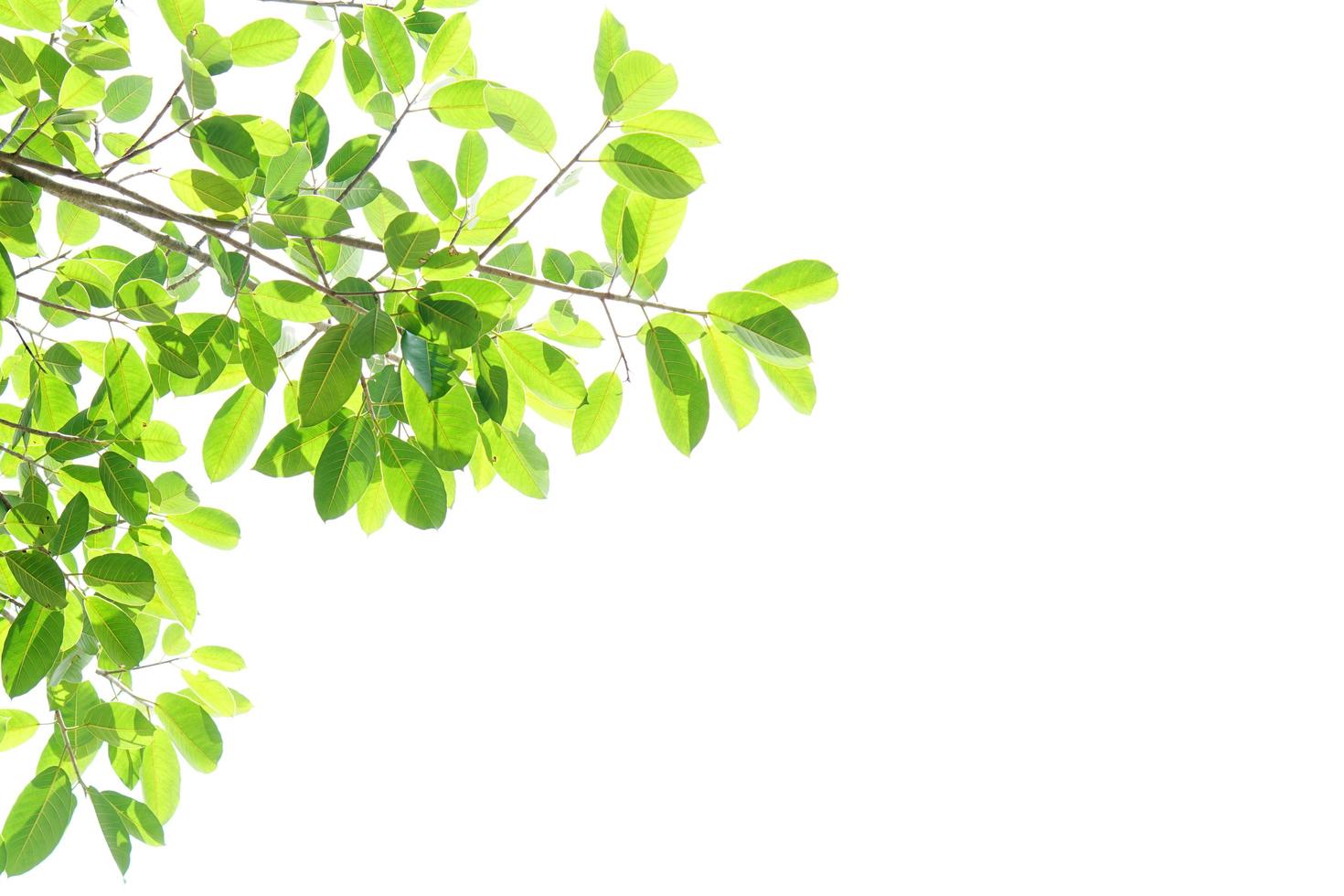World environment day.Green leaves on a white background photo