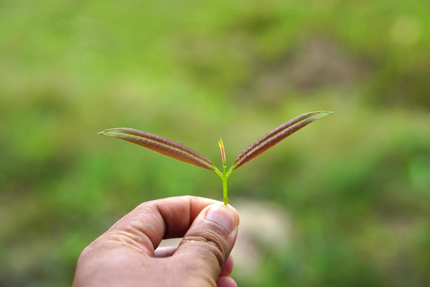 world environment day concept small tree in human hand photo