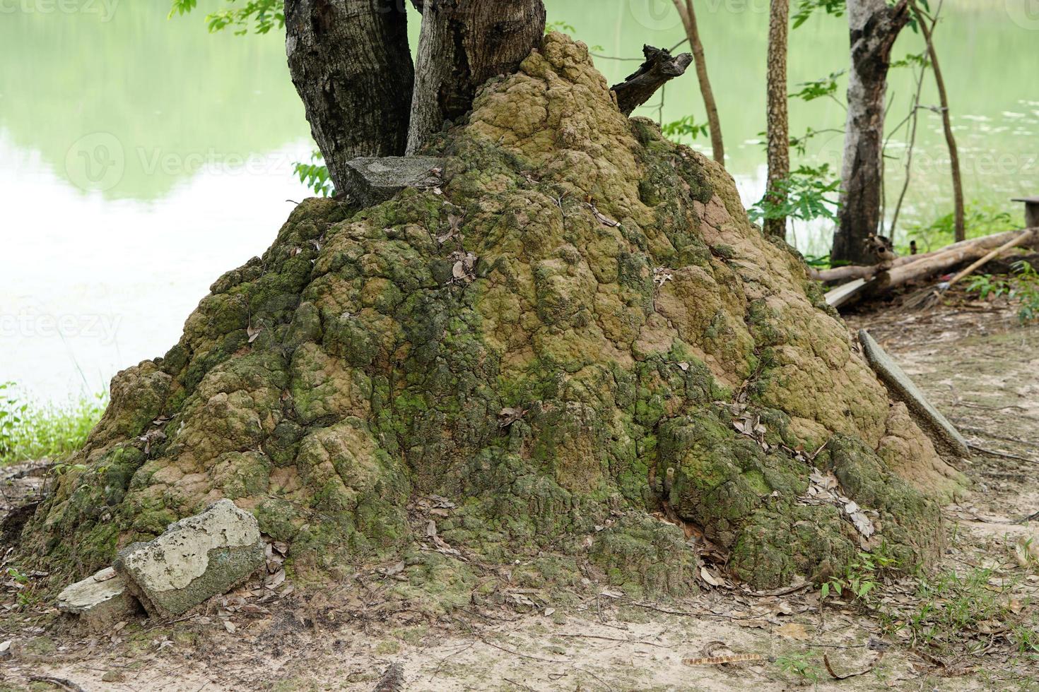 Termites use the soil to nest in the mud of trees. photo