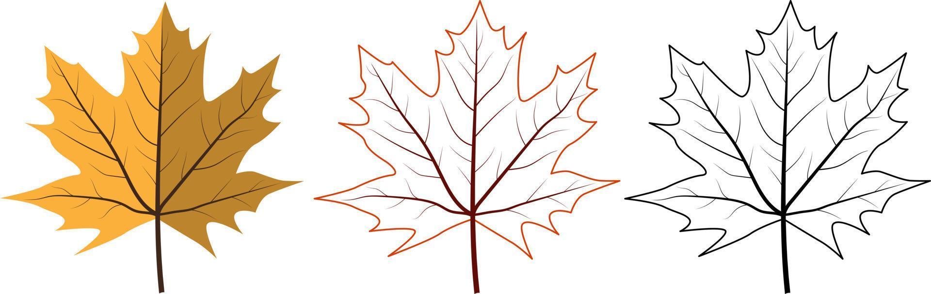 Set of different maple leaves. Includes colorful, contour and black outline leaves. vector
