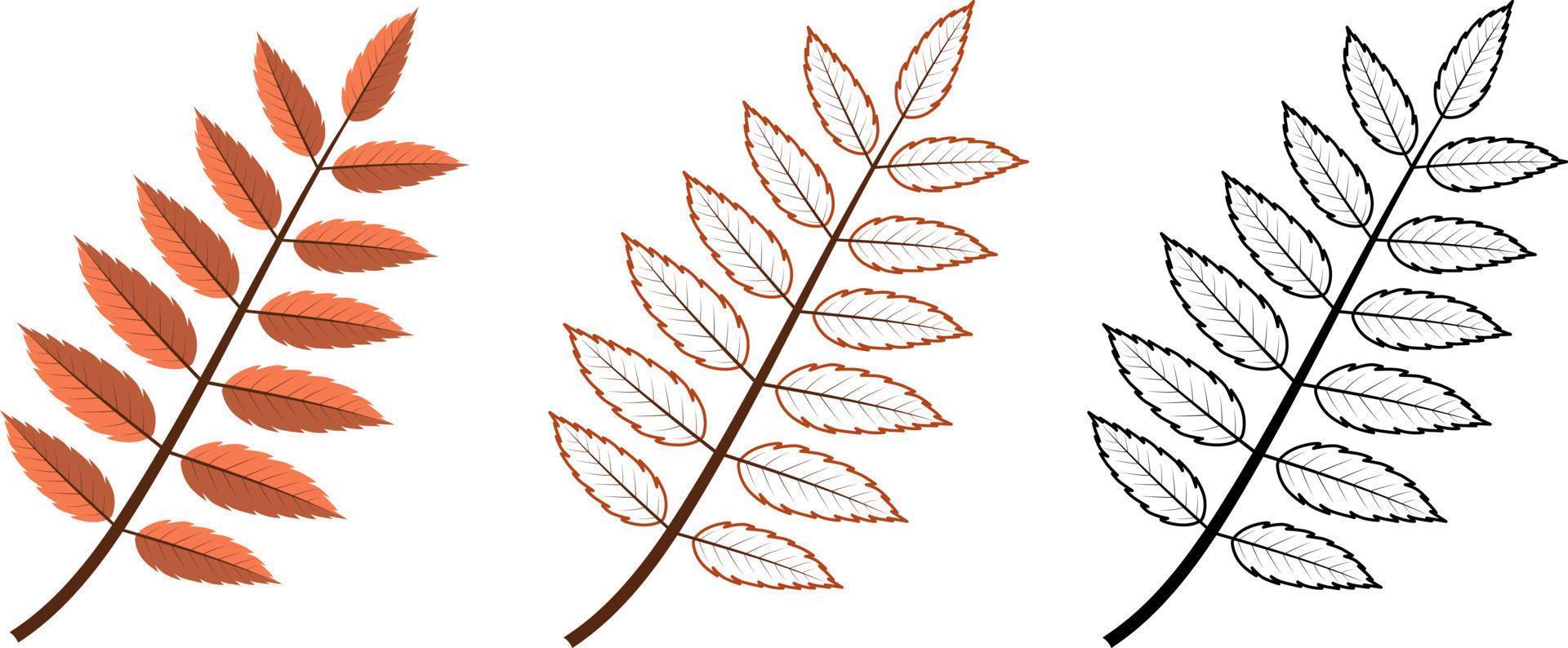conjunto de hojas de serbal diferentes. incluye hojas coloridas, de contorno y en blanco y negro. vector