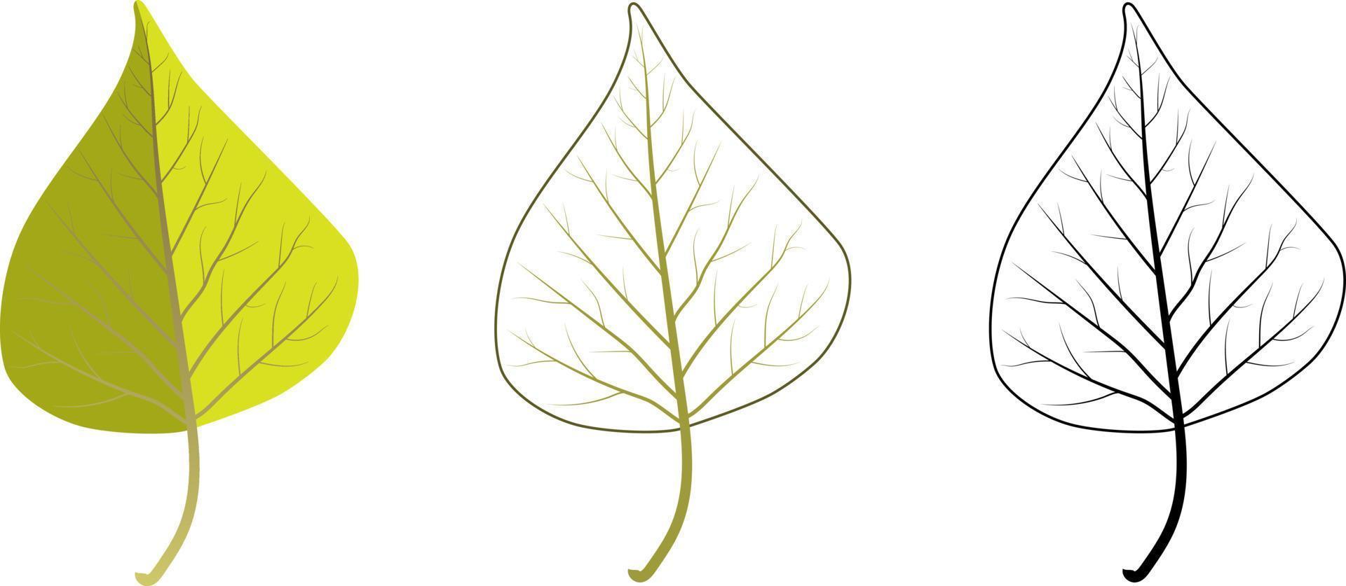 Set of different birch tree leaves. Includes colorful, contour and black outline leaves. vector