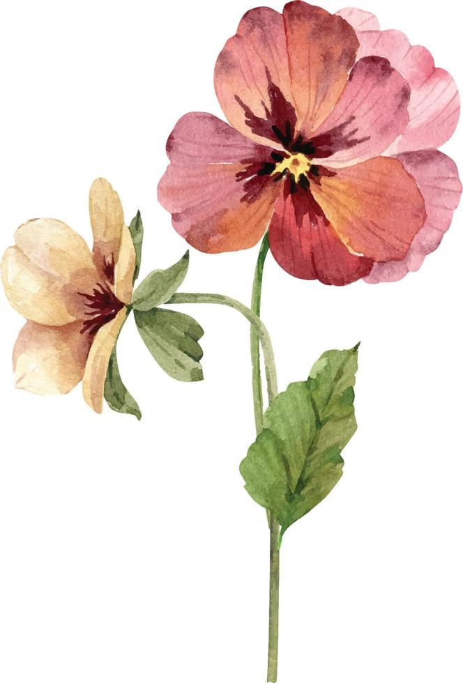 bouquet of violets. watercolor illustrations. vector