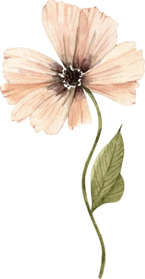 acuarela de ilustración de flor de amapola rosa vector