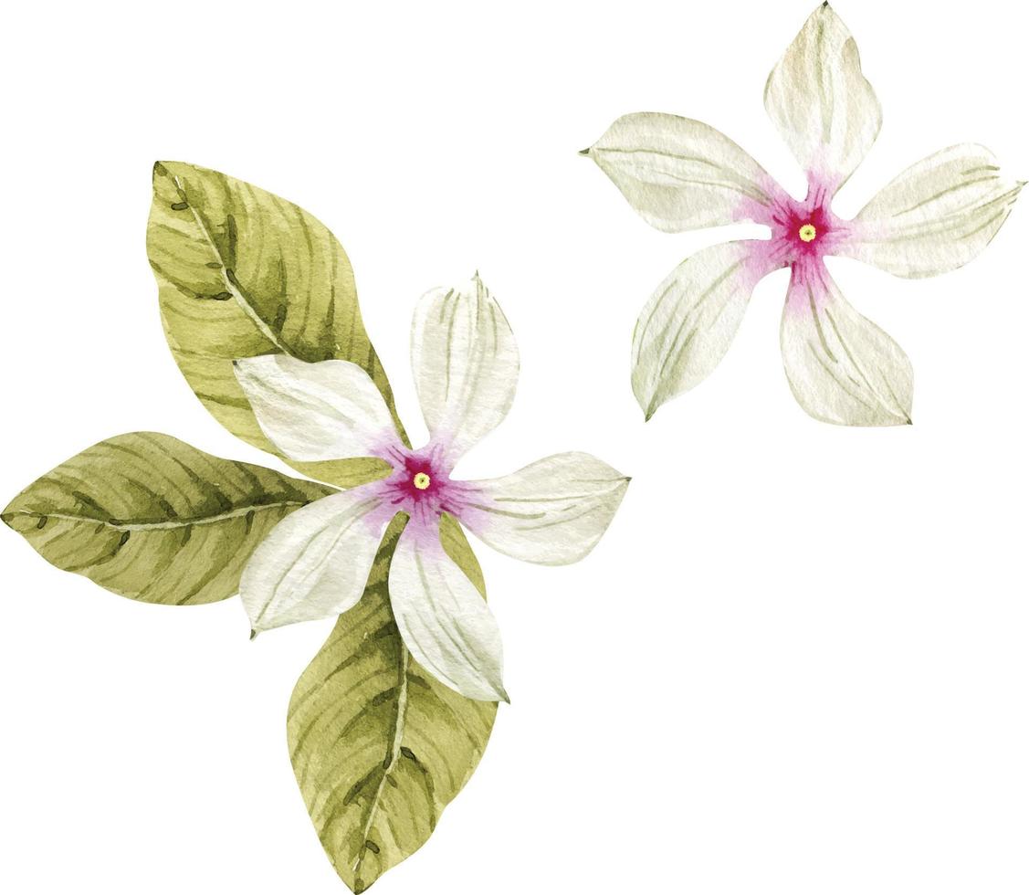 Botanical set of watercolor illustrations of tropical white flowers. vector