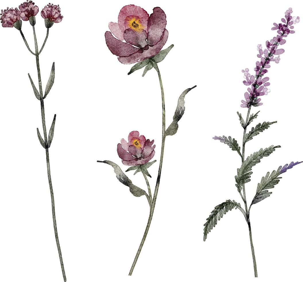 conjunto de ilustraciones en acuarela de flores rosas sobre un fondo blanco. vector