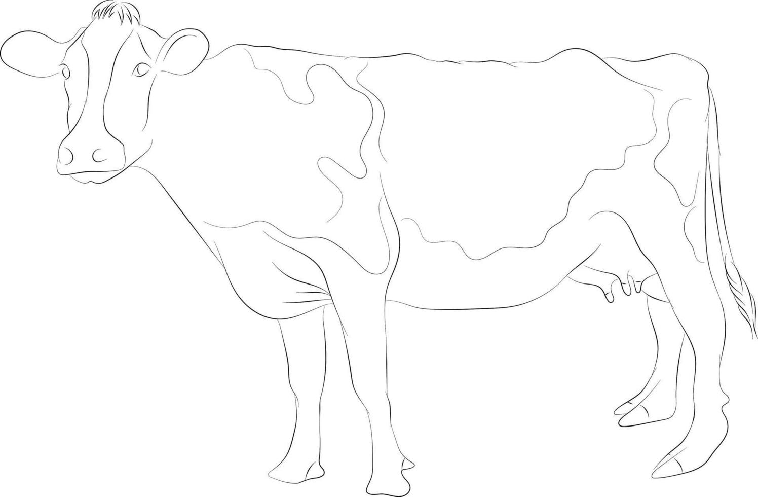 A Simple Drawing of a Cow Isolated in A White Background Illustration vector