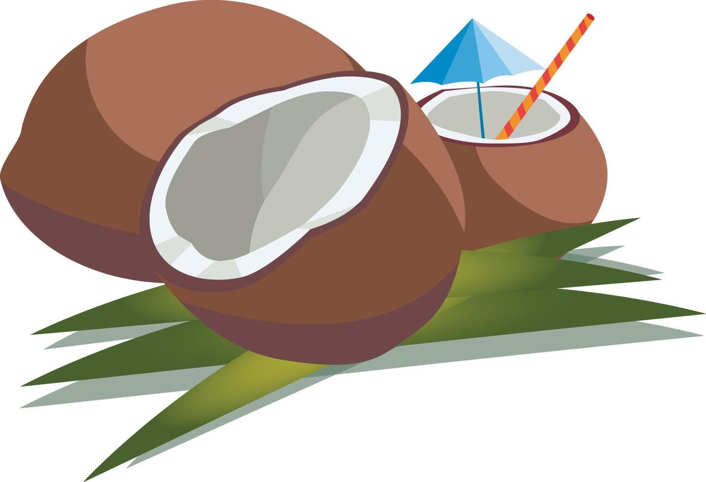 Vector illustration of three coconuts, whole, halved and chopped with straw and umbrella