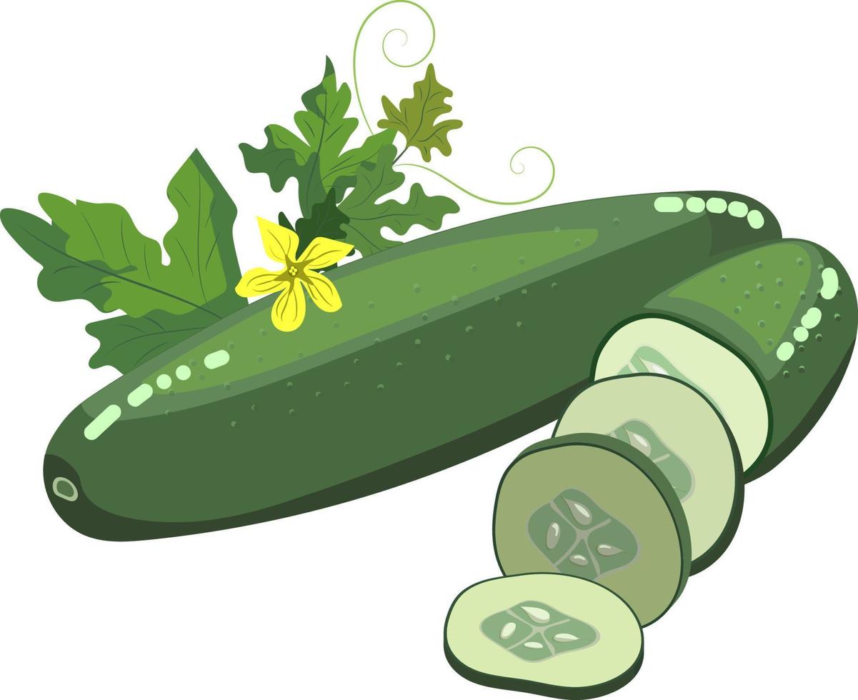 Vector illustration of green fresh cucumber isolated on white background with leaves and flowers