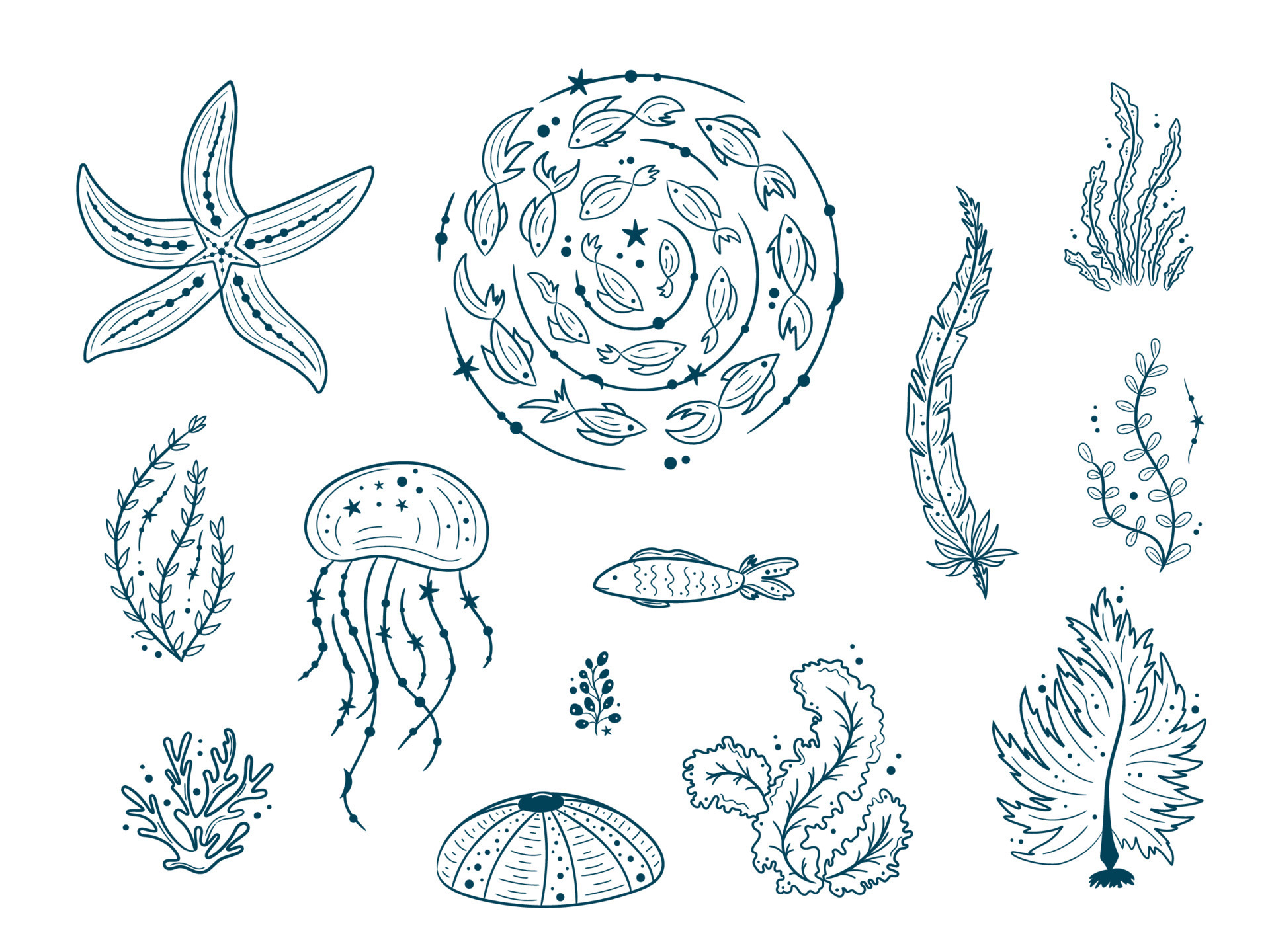 Animal Sketches: Sea Life — Tim Jeffs Art