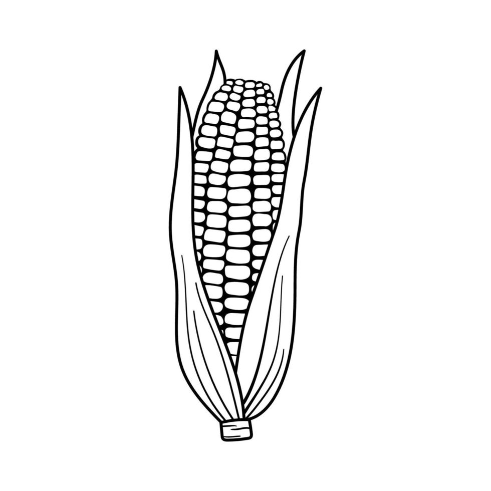 esquema de maíz simple ilustración para el menú. vector