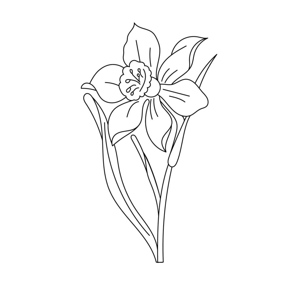 Daffodil flower outline isolated on white background. Hand drawn line vector illustration.