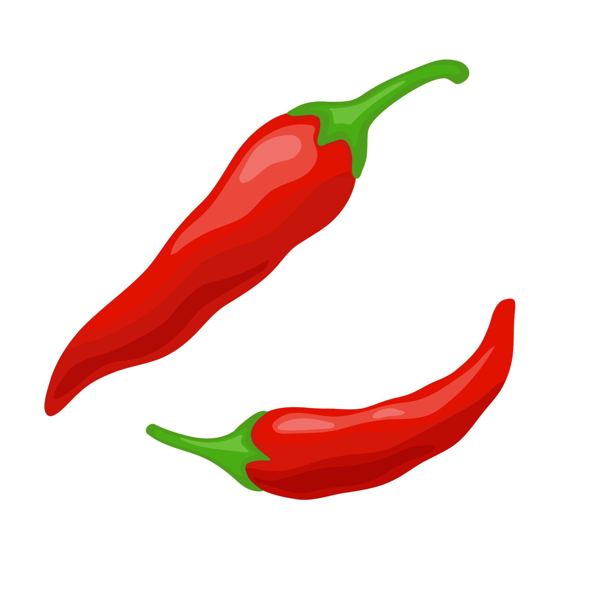 Pair red chili pepper vector illustration. Isolated white background