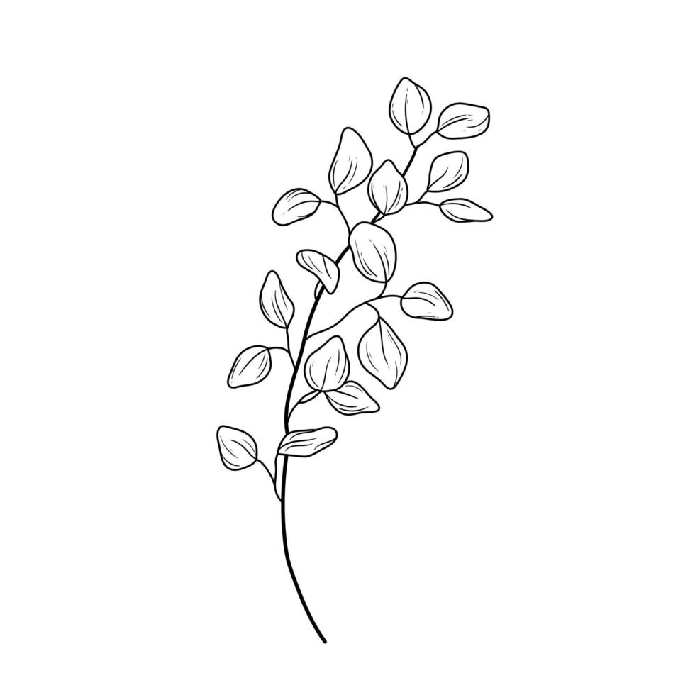 dibujo de arte lineal de ramas de eucalipto vector
