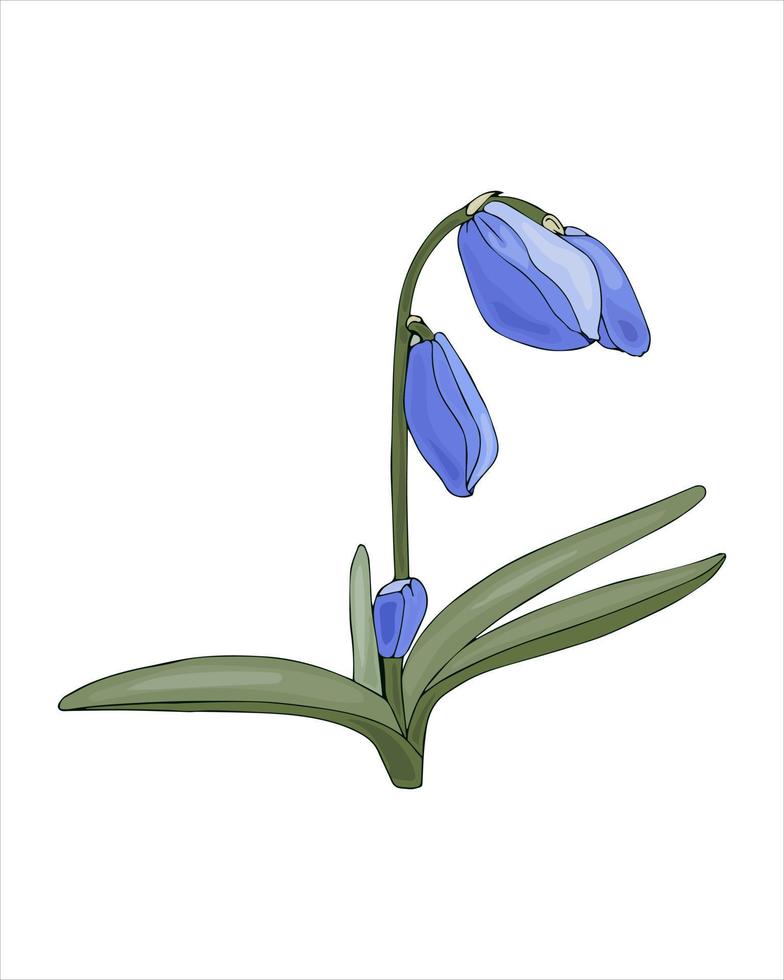 primavera flor scilla azul, galanthus, boceto de dibujo a mano en color, estilo garabato, aislado sobre fondo blanco. vector