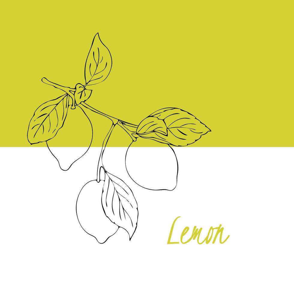 Lemon branch with leaves and fruits, hand-drawing doodling, background backdrop template label flyer. Vector