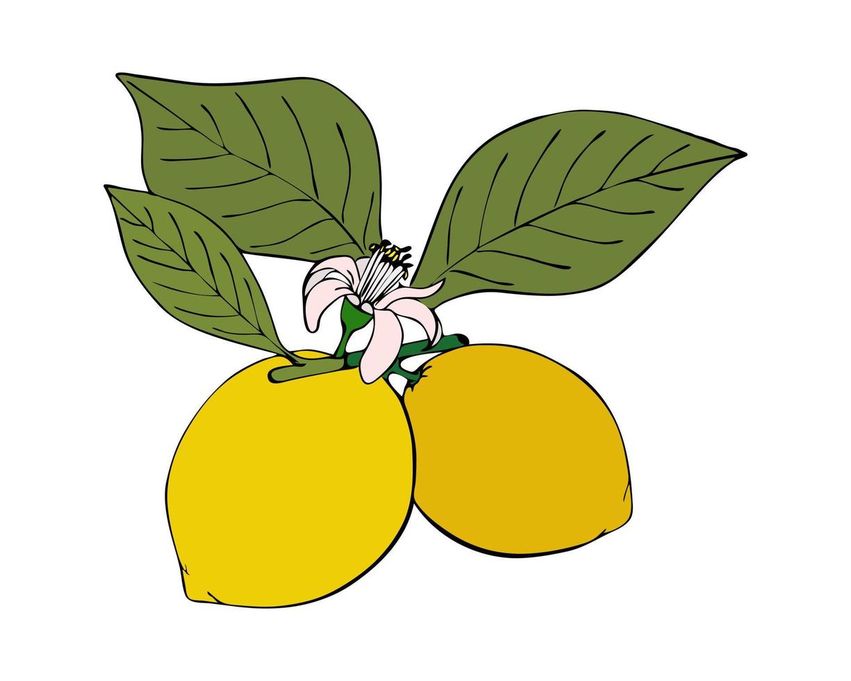 rama de limón con hojas flor de fruta, contorno negro, garabatos de dibujo a mano alzada, aislado sobre fondo blanco. vector