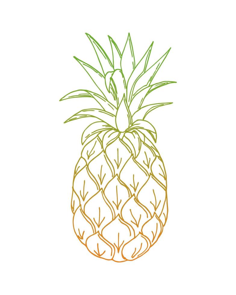 Pineapple doodling, ananas, color orang green gradient contour hand drawing, on a white background, isolated. Vector