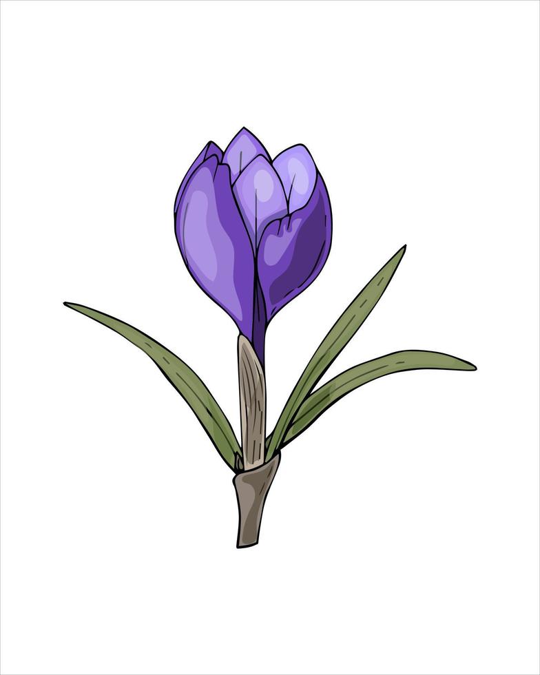 croquis de dibujo a mano de color violeta crocus de flores de primavera, estilo garabato, aislado en fondo blanco. ilustración vectorial vector