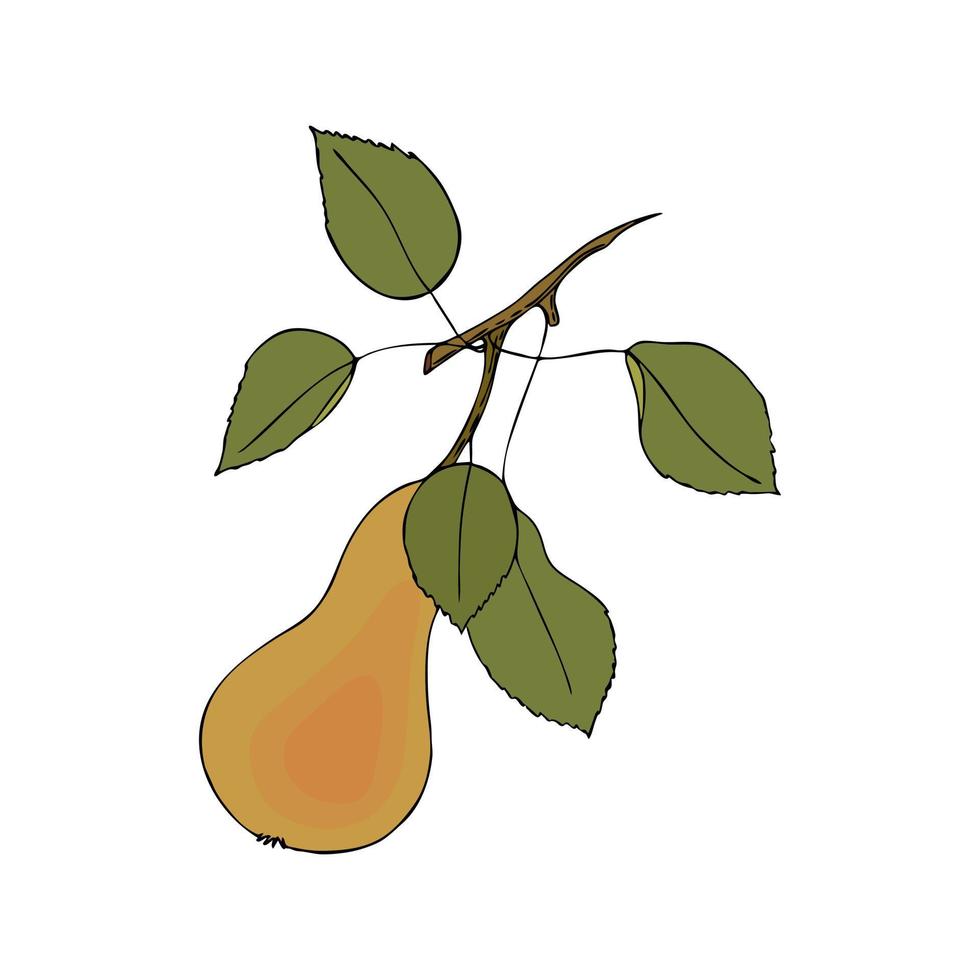 pera de fruta garabateando a mano realista dibujo contorno negro color aislado fondo blanco. alimentación saludable. vector