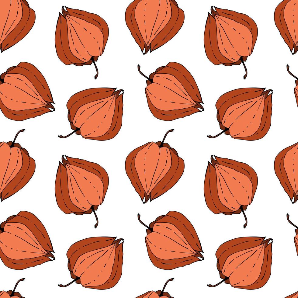 Physalis pattern seamless doodling hand drawing on a white background. Vector illustration