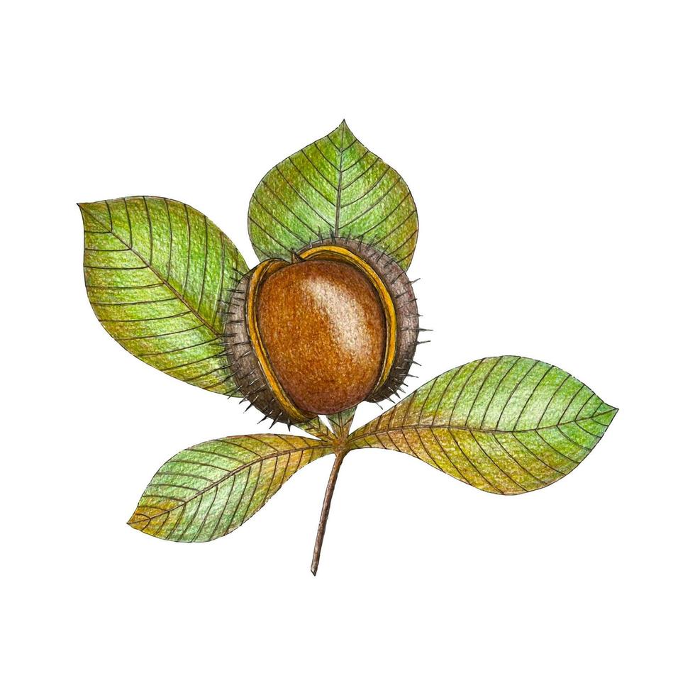 arte dibujado a lápiz vector castaño. rama con planta de hojas marrones y verdes. fondo blanco aislado. color de dibujo de otoño