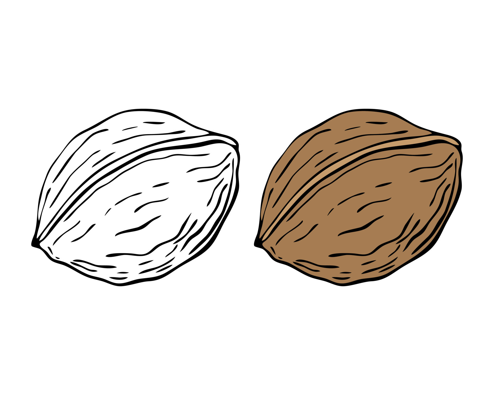 Walnut drawing hand contour, isolated, white background. 7947814 Vector