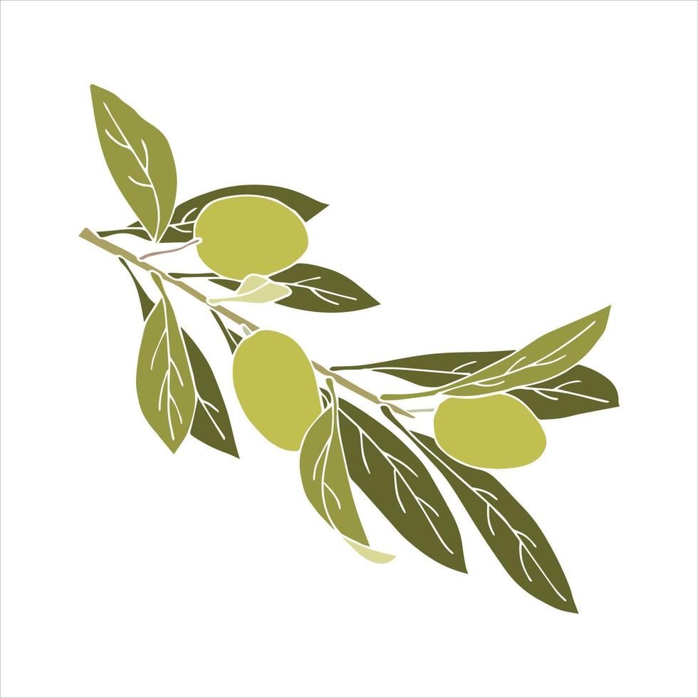 rama verde de aceitunas con frutas y hojas dibujadas a mano, sin contorno. aislado, fondo blanco. vector