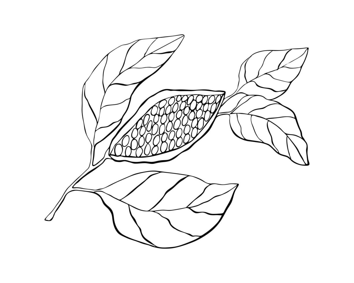 Cocoa plant with fruit and leaves, hand drawing, doodling, black outline silhouette, isolated on white background. Vector