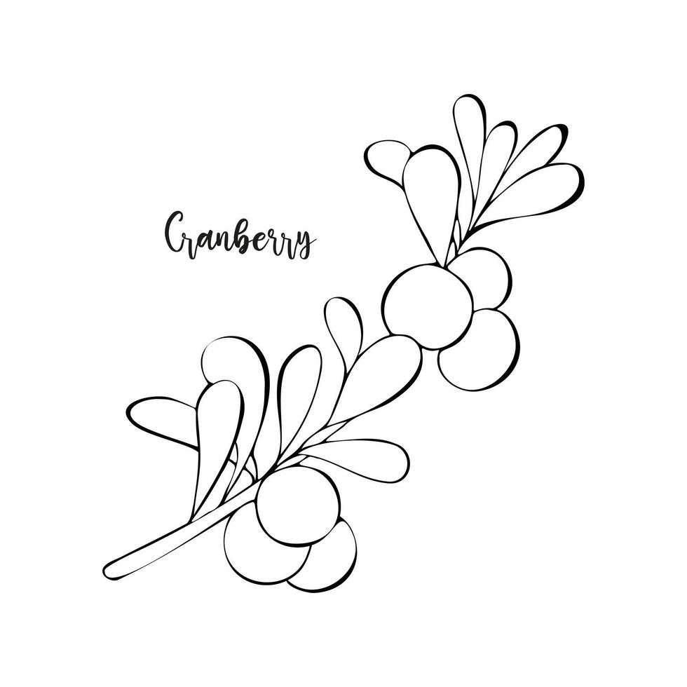 Cranberry branch with berries and leaves hand drawn doodle, isolated, white background. Healthy food, eco. vector