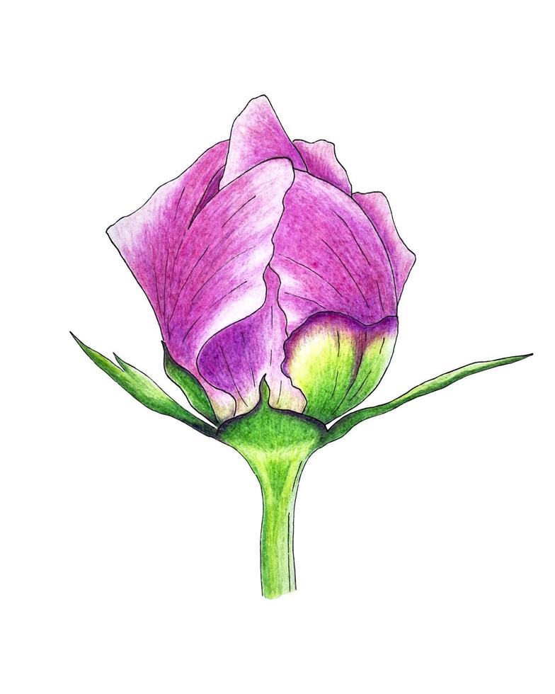 Peony bud closed pink petals and leaves, vector tracing, hand pencil drawing, isolated, white background. Vector