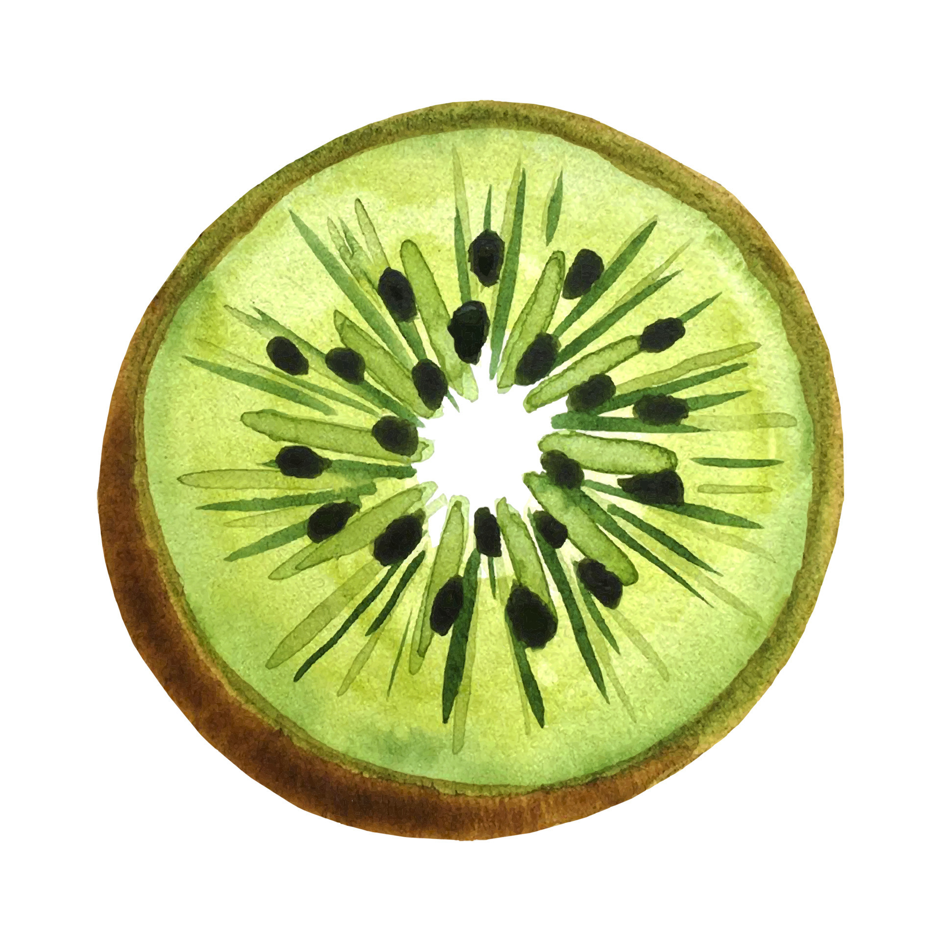 Kiwi fruit, kiwi cut, the middle of the fruit, hand drawing, watercolor. Isolated on white