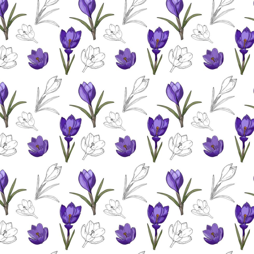 Crocus pattern, hand drawing, purple and white, contour, on a white background. Spring pattern. Vector
