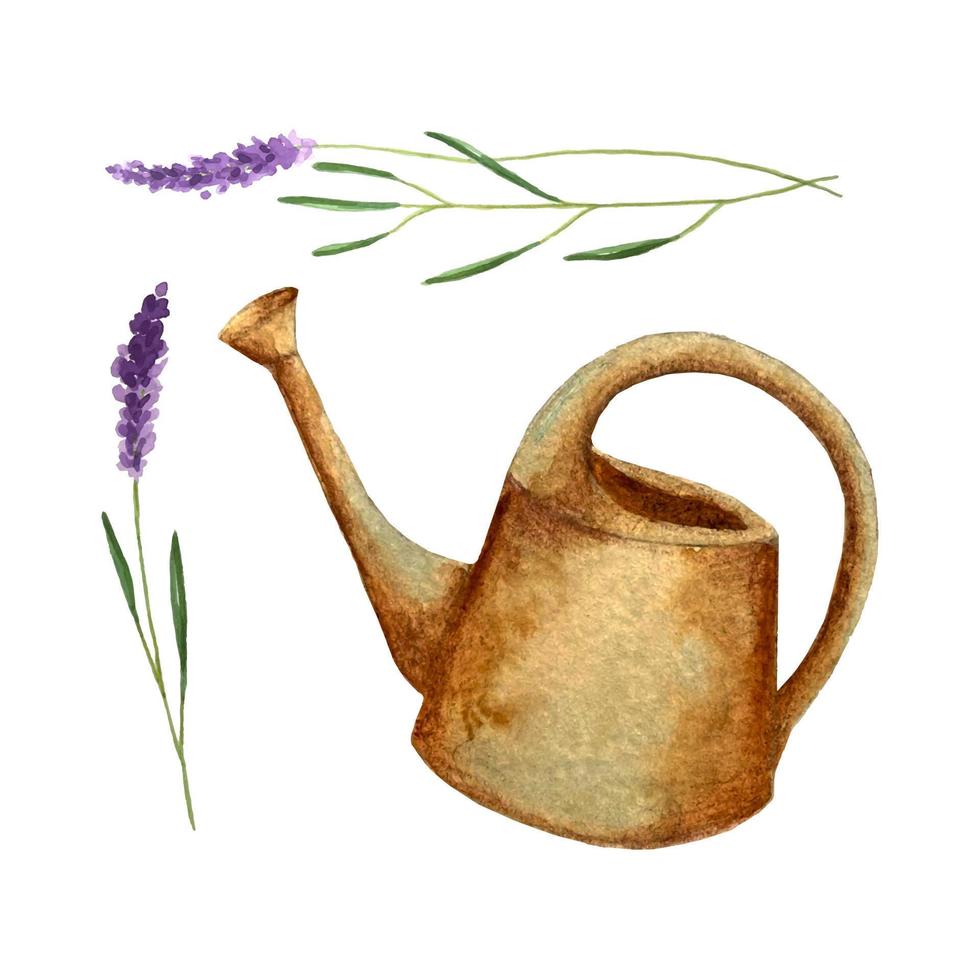 lata de riego de jardín y ramitas de dibujo a mano de acuarela de lavanda, aislado, sobre un fondo blanco. vector