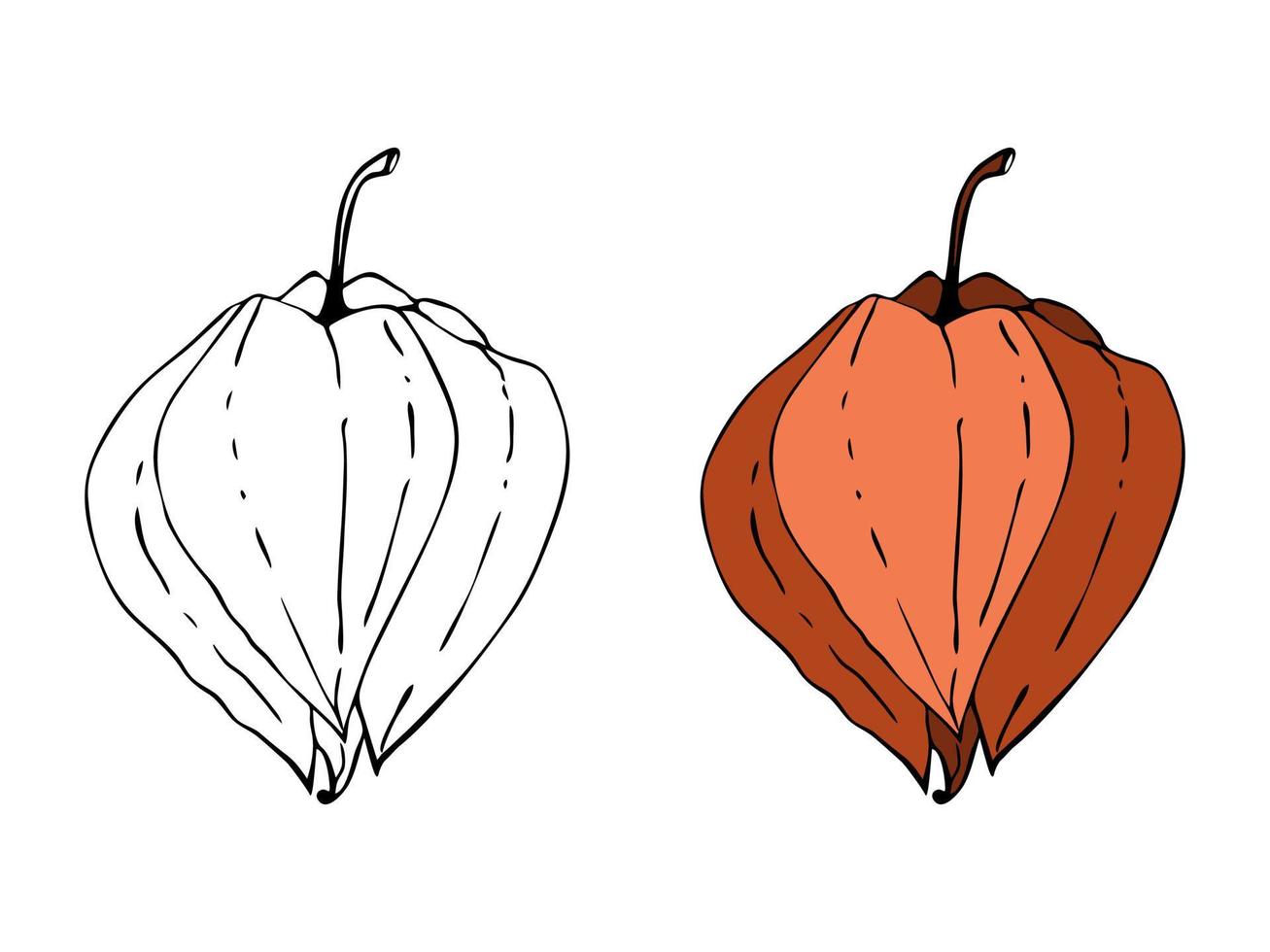 Physalis doodling contour hand drawing, isolated on white background. vector