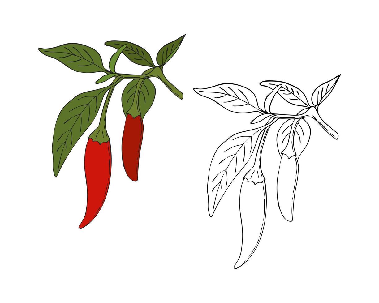 Chili pepper hand drawing doodling style, color and outline. Isolated. White background. Vector