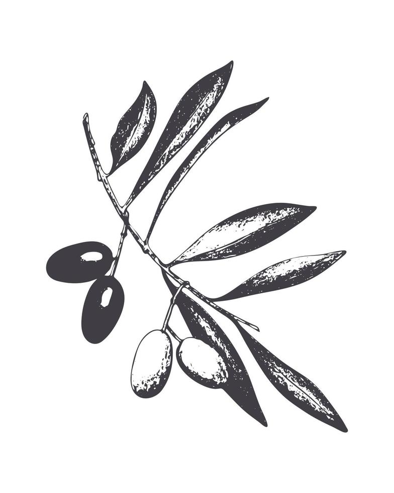Olives imprint stamp, branch with fruits, berries and leaves, isolated, white background. Vector