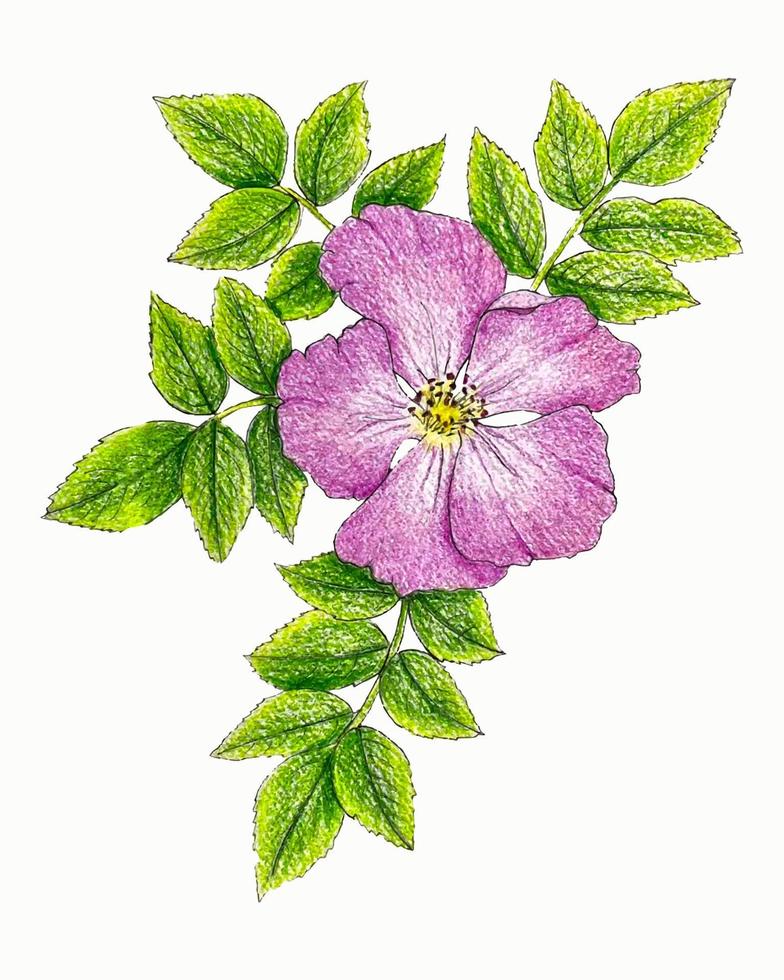 Rosehip canina flower pink with leaves branch, hand drawing, sketch. Vector illustration