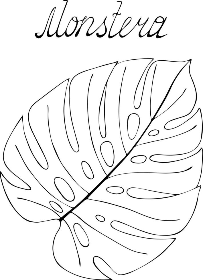 Monstera leaf in black outline, hand-drawn, doodling style. Lettering. vector